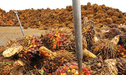Pesky Palm Oil