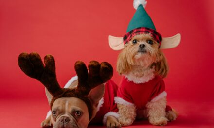 Keeping Pets Safe This Holiday Season