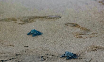 Rescued Turtles Head Back to the Gulf in Destin