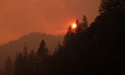 Wild Fires Break Out in Bay County