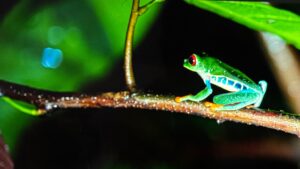 A red-eyed tree frog captured in Costa Rica.